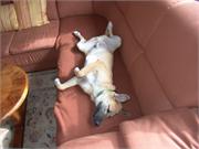 22) Duffy erobert das Sofa 4
